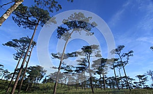 Sky in pine forest