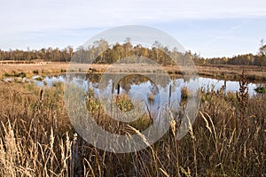 Sky refection in ponds in the woods.