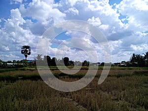 Sky and rice fields photo