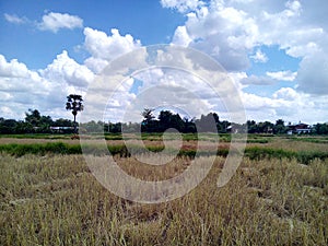 Sky and rice fields photo