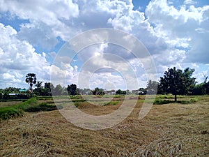 Sky and rice fields photo