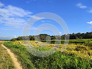 sky rice plant firmament  green photo