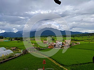 sky rice plant firmament  green photo