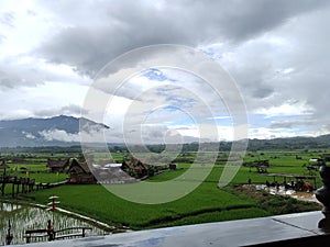 sky rice plant firmament  green photo
