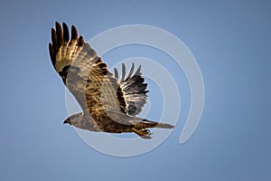 Sky's the Limit: Majestic Hawk Soaring High and Mighty