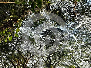 Sky scenery under lust shaddy trees