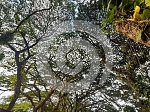 Sky scenery under lust shaddy trees