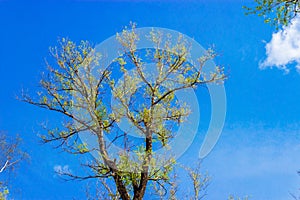 Sky and spring poplar