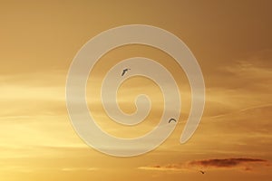 Sky before sunset, birds in the sky. bird flying while sunset and twilight befor rainfall sky background