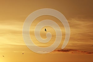 Sky before sunset, birds in the sky. bird flying while sunset and twilight befor rainfall sky background