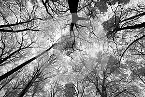 El cielo amanecer a través de un árbol (abajo) 