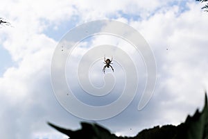 Sky Symphony: Macro Spider, Blue Sky, and Captured Miniature Insects