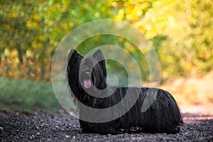 Sky Terrier black walking in a Sunny clearing in the woods.