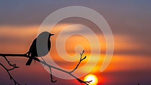 Sky transitions from deep blue to warm orange with the sun setting on