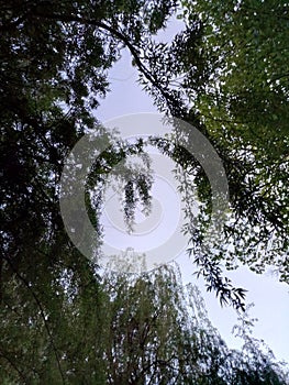 green treeand sky exclusiveness