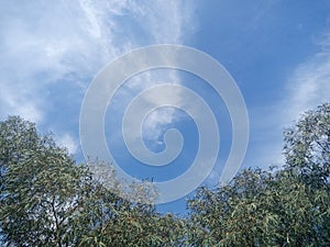 Sky tree bluelight weather