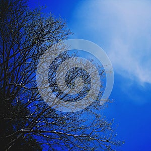 Sky Tree Branches Light Rays Illustration