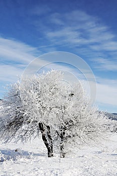 Il cielo un albero un la neve 