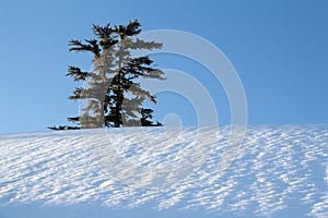 Sky, tree and snow