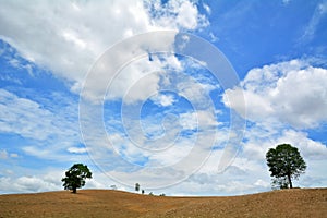 Sky and trees