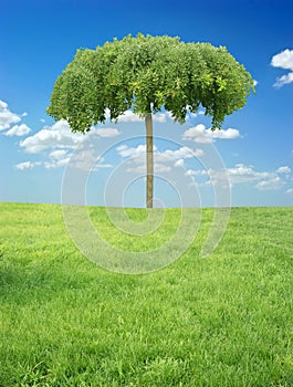 Sky, trees and grass
