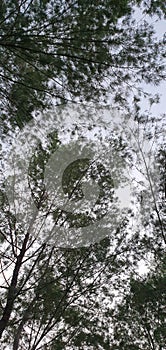 Sky with Trees Leafes