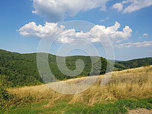 Sky with trees in the montain