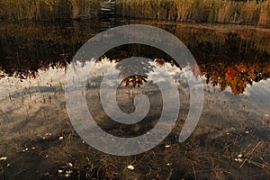 Sky and trees refection off a lake