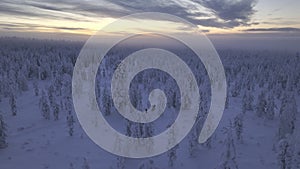 Sky view of hikers cross-country skiing in finnish Lapland