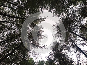 sky view obstructed by shady tree leaves photo