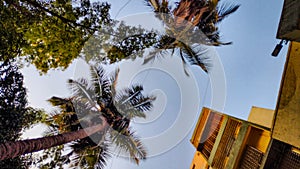 Sky View Photo, Smartphone photography, Trees Photograph