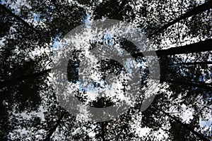 Sky view from under pine trees