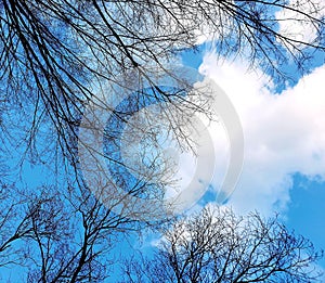 Sky views blue sky white clouds beautiful  trees space for writing