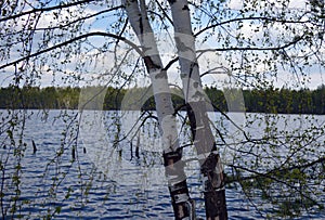 sky, water, water, blue, rivers, lakes, nature, forest, green leaves, summer, day, branches, birch, shore
