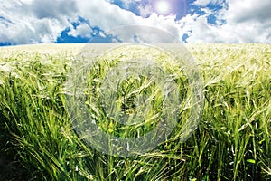 Sky and wheat fields