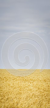 Sky wheatfield panoramic