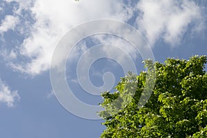 Sky with white cloud and fresh green tree.