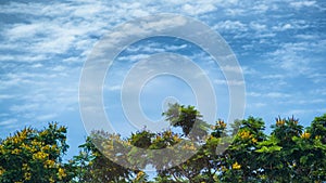 Sky with white clouds And there is a tree