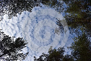 Sky with white clouds and the tops of the trees