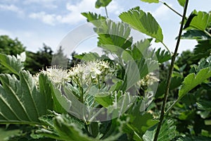 Sky and white flowers of Sorbus aria in May