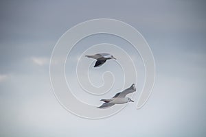 Skybound Charmers: Black-headed Gull Birds Soaring Through the Skies