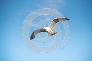Skybound Mariners: Gull Bird Soaring Over the Blue Sky photo