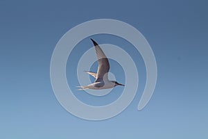 Skybound Mariners: Sternidae Birds Soaring Over the Sky photo