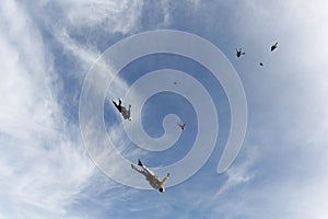 Skydiving. A flock of skydivers is in the blue sky.