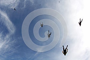 Skydiving. A flock of skydivers is in the blue sky.