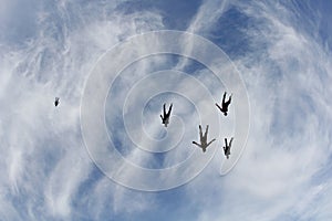 Skydiving. A flock of skydivers is in the blue sky.