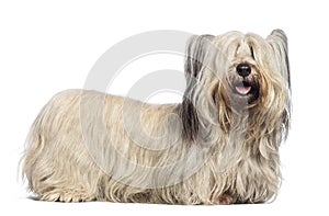 Skye Terrier