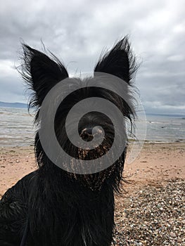 Skye Terrier