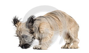 Skye Terrier dog looking down