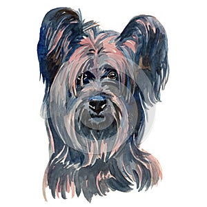 Skye terrier dog portrait